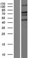 TRIM66 Protein - Western validation with an anti-DDK antibody * L: Control HEK293 lysate R: Over-expression lysate