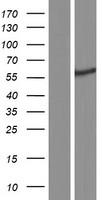 TRIM68 Protein - Western validation with an anti-DDK antibody * L: Control HEK293 lysate R: Over-expression lysate