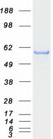 TRIM68 Protein - Purified recombinant protein TRIM68 was analyzed by SDS-PAGE gel and Coomassie Blue Staining