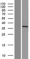 TRIM7 Protein - Western validation with an anti-DDK antibody * L: Control HEK293 lysate R: Over-expression lysate