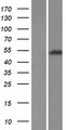 TRIM72 / MG53 Protein - Western validation with an anti-DDK antibody * L: Control HEK293 lysate R: Over-expression lysate