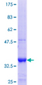 TRIM72 / MG53 Protein - 12.5% SDS-PAGE Stained with Coomassie Blue.