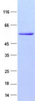 TRIM72 / MG53 Protein