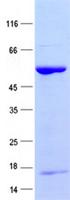 TRIM72 / MG53 Protein