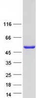 TRIM72 / MG53 Protein - Purified recombinant protein TRIM72 was analyzed by SDS-PAGE gel and Coomassie Blue Staining