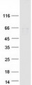 TRIM8 / GERP Protein - Purified recombinant protein TRIM8 was analyzed by SDS-PAGE gel and Coomassie Blue Staining