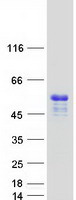 TRIML1 Protein - Purified recombinant protein TRIML1 was analyzed by SDS-PAGE gel and Coomassie Blue Staining