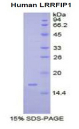 TRIP / LRRFIP1 Protein - Recombinant Leucine Rich Repeat In FLII Interacting Protein 1 By SDS-PAGE