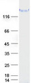 TRIP / LRRFIP1 Protein - Purified recombinant protein LRRFIP1 was analyzed by SDS-PAGE gel and Coomassie Blue Staining