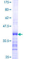 TRIP10 / CIP4 Protein - 12.5% SDS-PAGE Stained with Coomassie Blue.