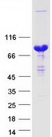 TRIP10 / CIP4 Protein - Purified recombinant protein TRIP10 was analyzed by SDS-PAGE gel and Coomassie Blue Staining