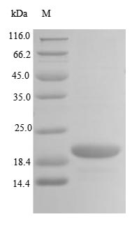 TRIP12 Protein - (Tris-Glycine gel) Discontinuous SDS-PAGE (reduced) with 5% enrichment gel and 15% separation gel.