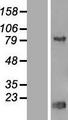 TRIP13 Protein - Western validation with an anti-DDK antibody * L: Control HEK293 lysate R: Over-expression lysate