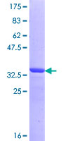 TRIP230 / TRIP11 Protein - 12.5% SDS-PAGE Stained with Coomassie Blue.