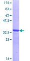 TRIP230 / TRIP11 Protein - 12.5% SDS-PAGE Stained with Coomassie Blue.