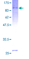 TRIP4 / ASC-1 Protein - 12.5% SDS-PAGE of human TRIP4 stained with Coomassie Blue