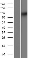 TRIQK Protein - Western validation with an anti-DDK antibody * L: Control HEK293 lysate R: Over-expression lysate