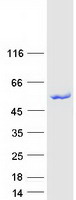TRIT1 Protein - Purified recombinant protein TRIT1 was analyzed by SDS-PAGE gel and Coomassie Blue Staining