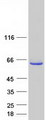 TRMO / C9orf156 Protein - Purified recombinant protein TRMO was analyzed by SDS-PAGE gel and Coomassie Blue Staining