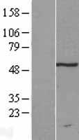 TRMT11 Protein - Western validation with an anti-DDK antibody * L: Control HEK293 lysate R: Over-expression lysate