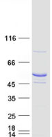 TRMT11 Protein - Purified recombinant protein TRMT11 was analyzed by SDS-PAGE gel and Coomassie Blue Staining