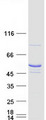 TRMT11 Protein - Purified recombinant protein TRMT11 was analyzed by SDS-PAGE gel and Coomassie Blue Staining