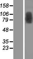 TRMT1L Protein - Western validation with an anti-DDK antibody * L: Control HEK293 lysate R: Over-expression lysate