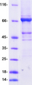 TRMT2A Protein - Purified recombinant protein TRMT2A was analyzed by SDS-PAGE gel and Coomassie Blue Staining
