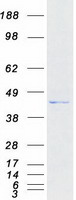 TRMU Protein - Purified recombinant protein TRMU was analyzed by SDS-PAGE gel and Coomassie Blue Staining