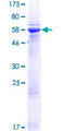 TRNAU1AP / TRSPAP1 Protein - 12.5% SDS-PAGE of human TRSPAP1 stained with Coomassie Blue