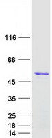 TRNT1 / CCA1 Protein - Purified recombinant protein TRNT1 was analyzed by SDS-PAGE gel and Coomassie Blue Staining
