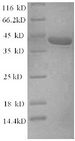 TRP32 / TXNL1 Protein - (Tris-Glycine gel) Discontinuous SDS-PAGE (reduced) with 5% enrichment gel and 15% separation gel.