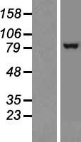 TRPC1 Protein - Western validation with an anti-DDK antibody * L: Control HEK293 lysate R: Over-expression lysate
