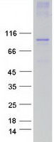 TRPC3 Protein - Purified recombinant protein TRPC3 was analyzed by SDS-PAGE gel and Coomassie Blue Staining