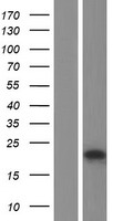 TRPC5OS Protein - Western validation with an anti-DDK antibody * L: Control HEK293 lysate R: Over-expression lysate
