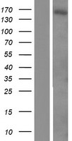 TRPM2 Protein - Western validation with an anti-DDK antibody * L: Control HEK293 lysate R: Over-expression lysate
