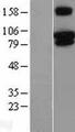 TRPV3 Protein - Western validation with an anti-DDK antibody * L: Control HEK293 lysate R: Over-expression lysate