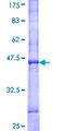 TRPV3 Protein - 12.5% SDS-PAGE Stained with Coomassie Blue.