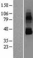 TRPV6 Protein - Western validation with an anti-DDK antibody * L: Control HEK293 lysate R: Over-expression lysate