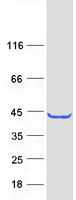 TRUB1 Protein - Purified recombinant protein TRUB1 was analyzed by SDS-PAGE gel and Coomassie Blue Staining