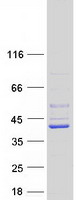 TRUB2 Protein - Purified recombinant protein TRUB2 was analyzed by SDS-PAGE gel and Coomassie Blue Staining