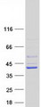 TRUB2 Protein - Purified recombinant protein TRUB2 was analyzed by SDS-PAGE gel and Coomassie Blue Staining