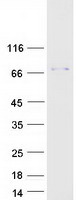 TRXR1 / TXNRD1 Protein - Purified recombinant protein TXNRD1 was analyzed by SDS-PAGE gel and Coomassie Blue Staining
