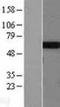 TS / Thromboxane Synthase Protein - Western validation with an anti-DDK antibody * L: Control HEK293 lysate R: Over-expression lysate