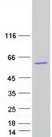 TS / Thromboxane Synthase Protein - Purified recombinant protein TBXAS1 was analyzed by SDS-PAGE gel and Coomassie Blue Staining