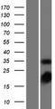 TS / Thymidylate Synthase Protein - Western validation with an anti-DDK antibody * L: Control HEK293 lysate R: Over-expression lysate