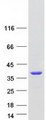 TS / Thymidylate Synthase Protein - Purified recombinant protein TYMS was analyzed by SDS-PAGE gel and Coomassie Blue Staining