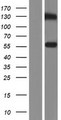 TSAP6 / STEAP3 Protein - Western validation with an anti-DDK antibody * L: Control HEK293 lysate R: Over-expression lysate