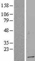 TSC22D1 / TSC22 Protein - Western validation with an anti-DDK antibody * L: Control HEK293 lysate R: Over-expression lysate