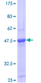 TSC22D1 / TSC22 Protein - 12.5% SDS-PAGE of human TSC22D1 stained with Coomassie Blue